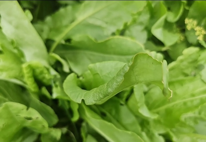 Фото своего щавеля