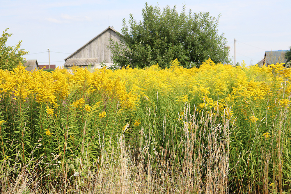 красивый, но захватчик (фото: https://svisgaz.by/news/pravo/prekrasen-no-.html)