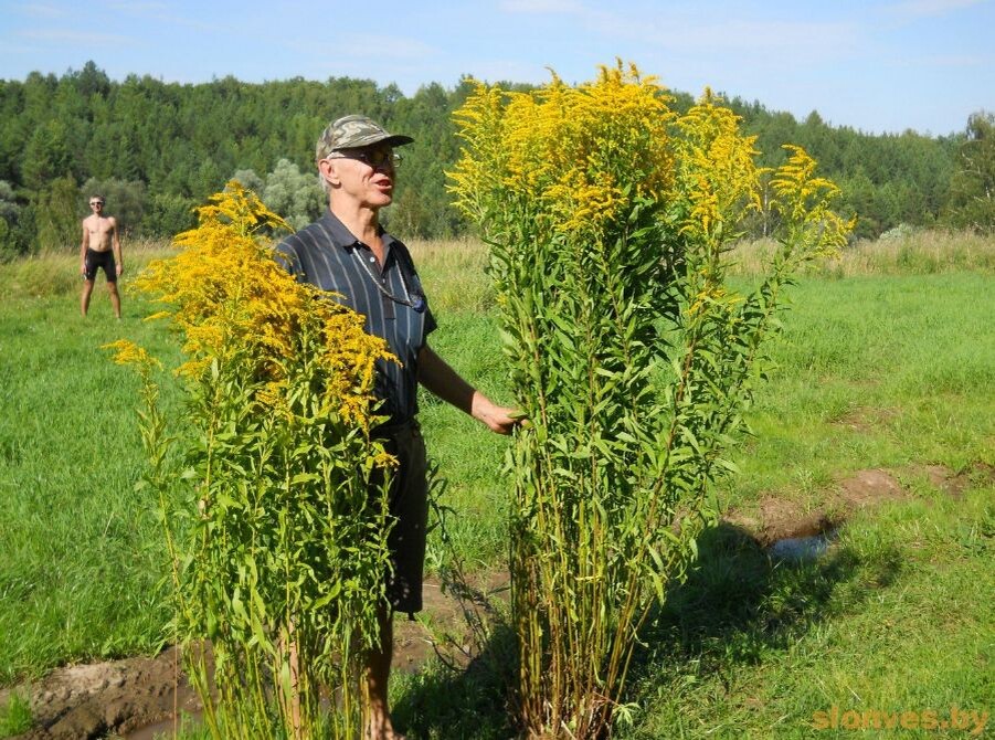 он может быть и ещё выше (фото: https://www.slonves.by/osen-prodolzhaetsya-invaziv-unichtozhaetsya/)