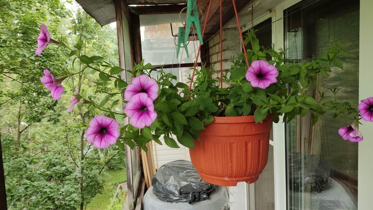 Это моя петуния