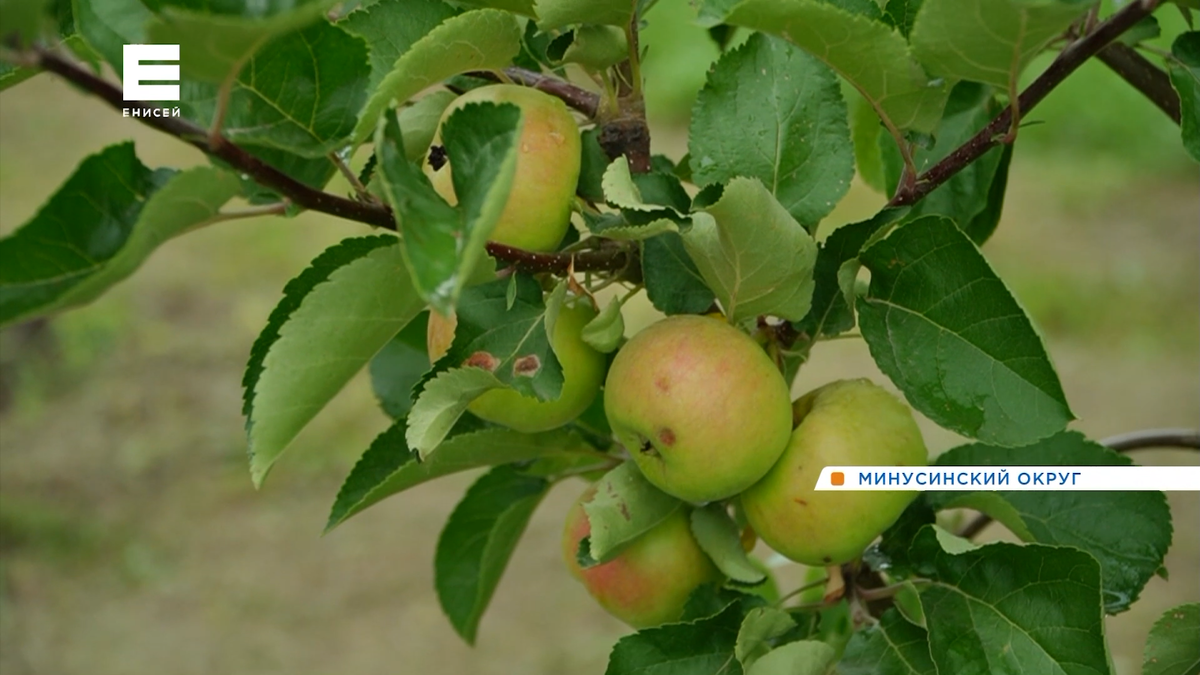     На юге Красноярского края пошли первые яблоки