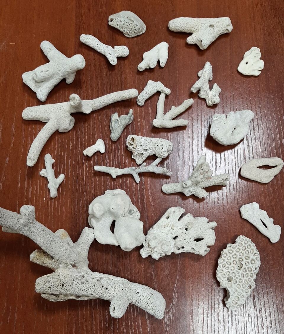    Мадрепоровые кораллы. Источник: Алтайская таможня