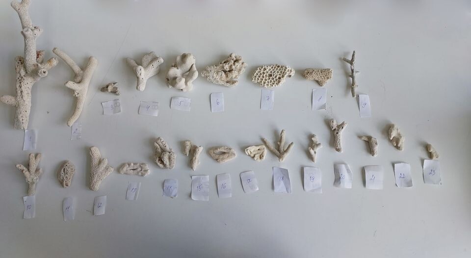    Мадрепоровые кораллы. Источник: Алтайская таможня