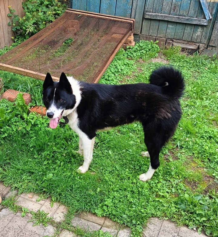     Фото: Центр милосердия для животных города Великие Луки