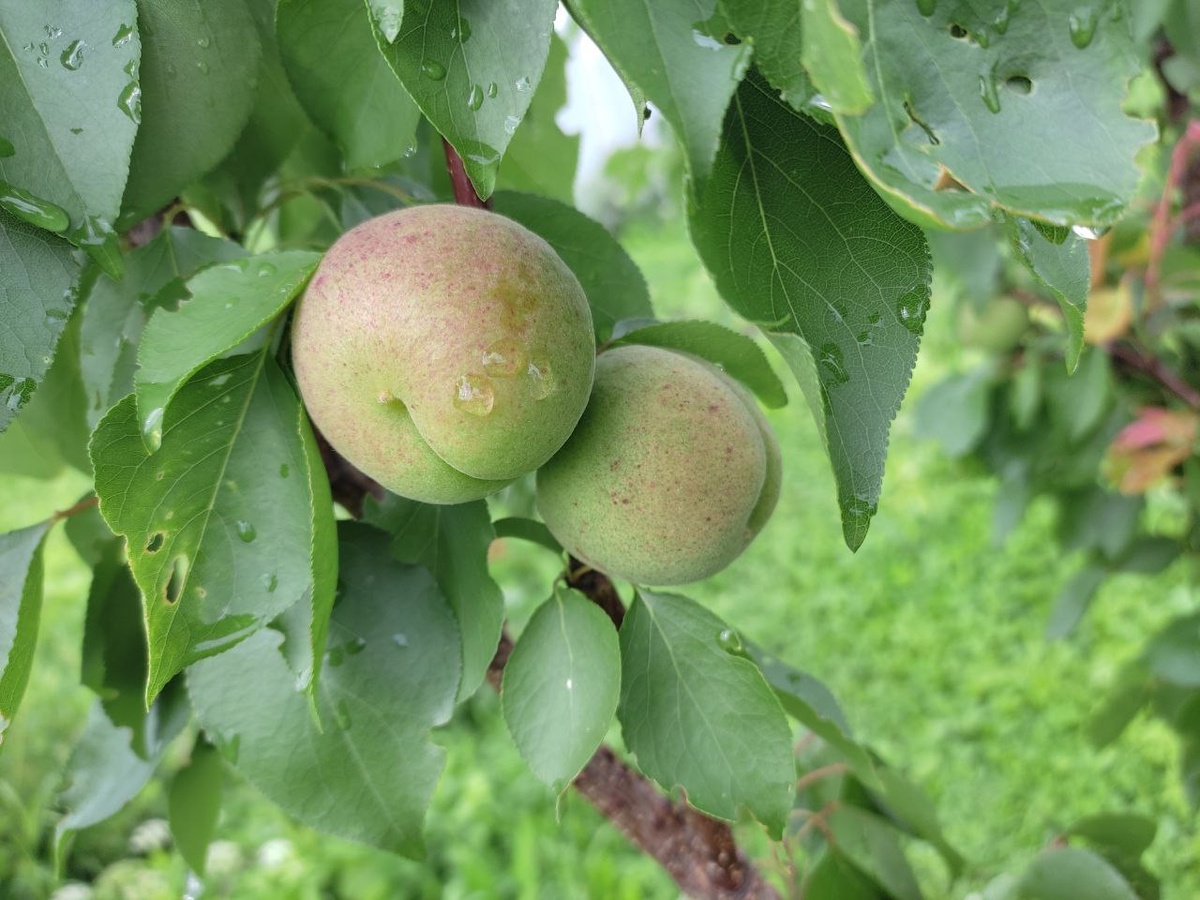 Абрикос Голд Рич