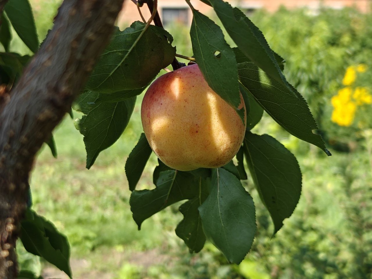 Абрикос Голд Рич