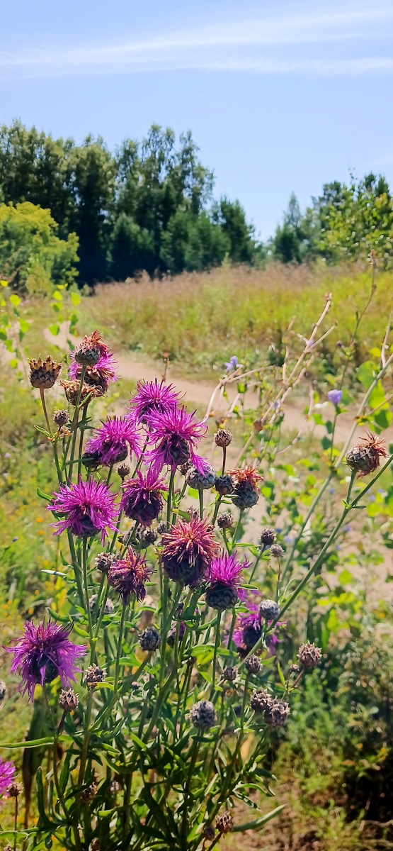 Тропинка вдоль берега 