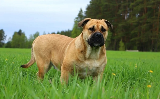 Майорский мастиф