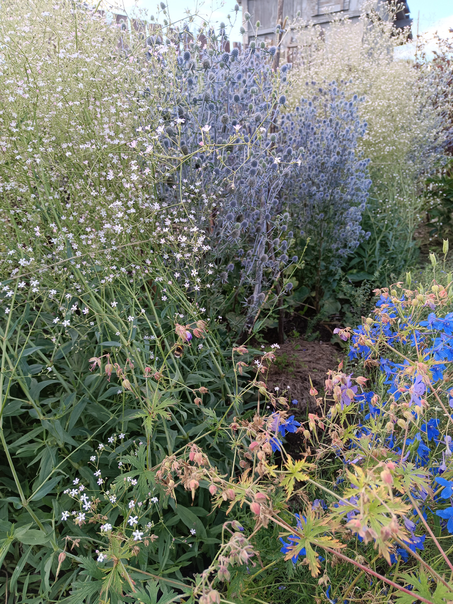 Чередование гипсофилы и синеголовника