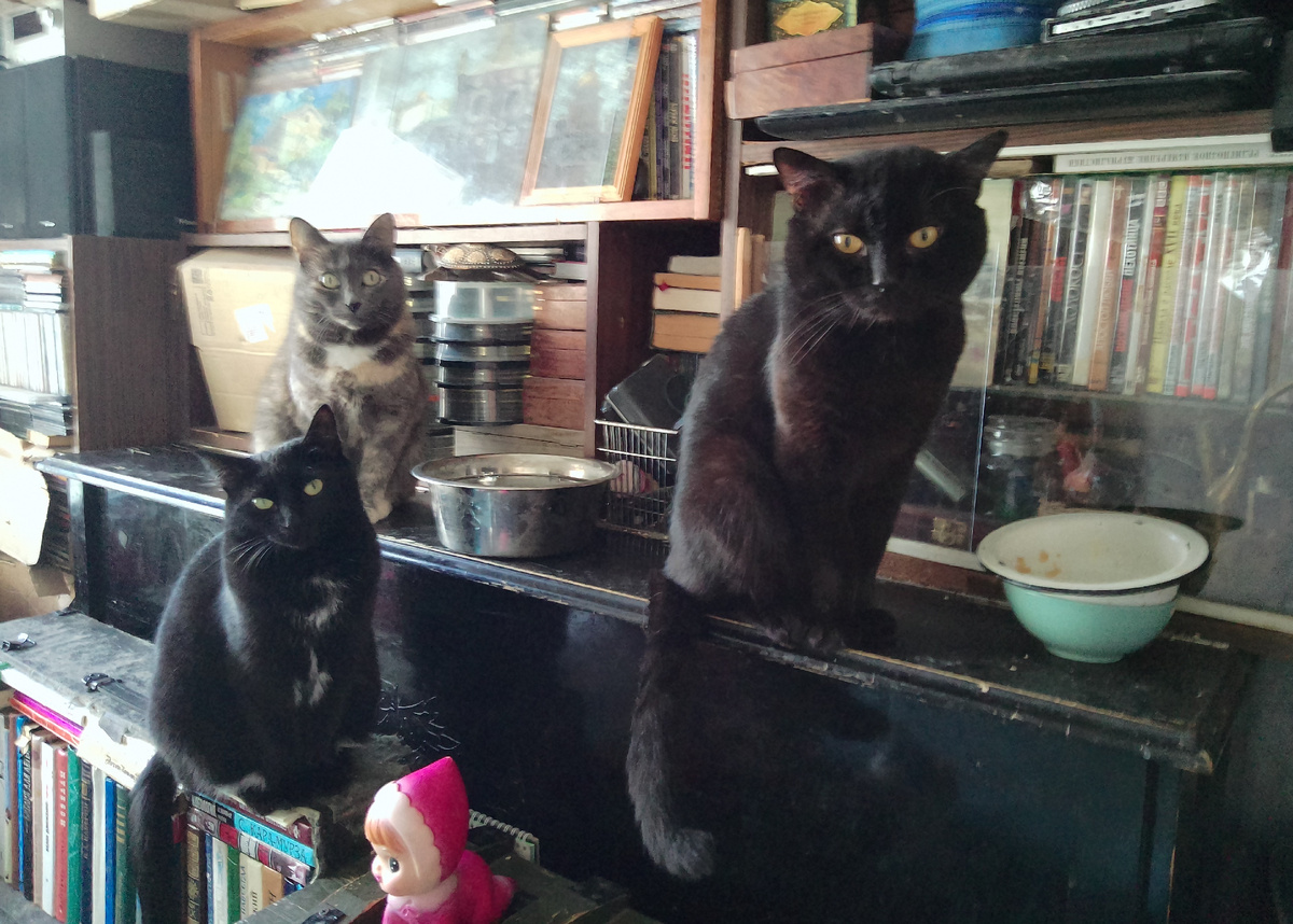 Оливка, Зоя и Барсук