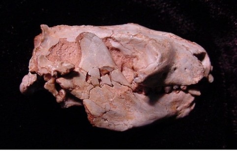 Череп риограндии с нижней челюстью.