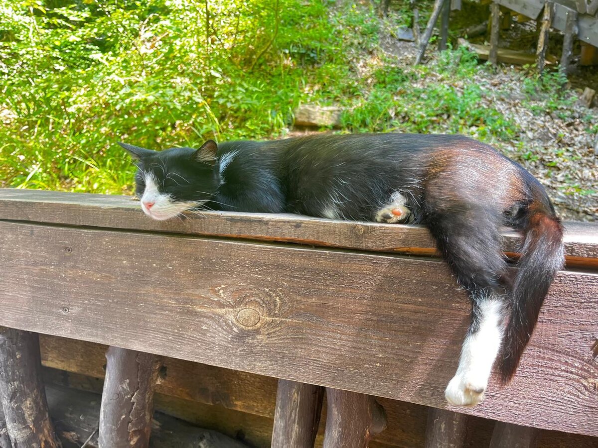 фото автора Джур-Джурский кот, ленивый настолько...насколько все коты такие же))) 