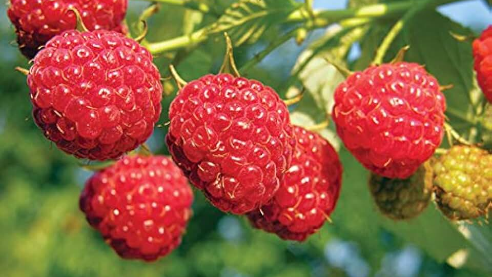 🌿 Малина даёт мелкую ягоду — что изменить, чтобы собрать крупные гроздья