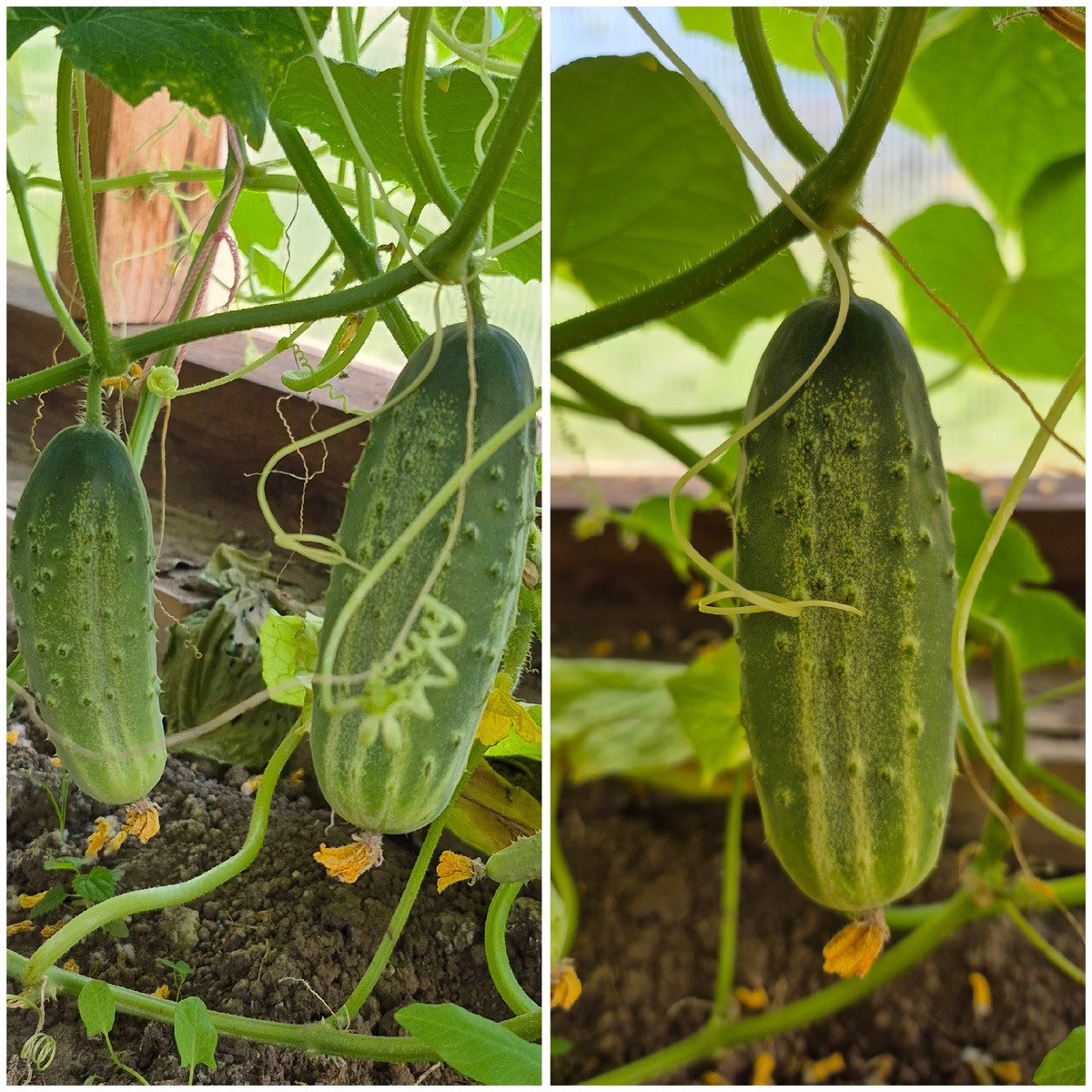 в маминой теплице