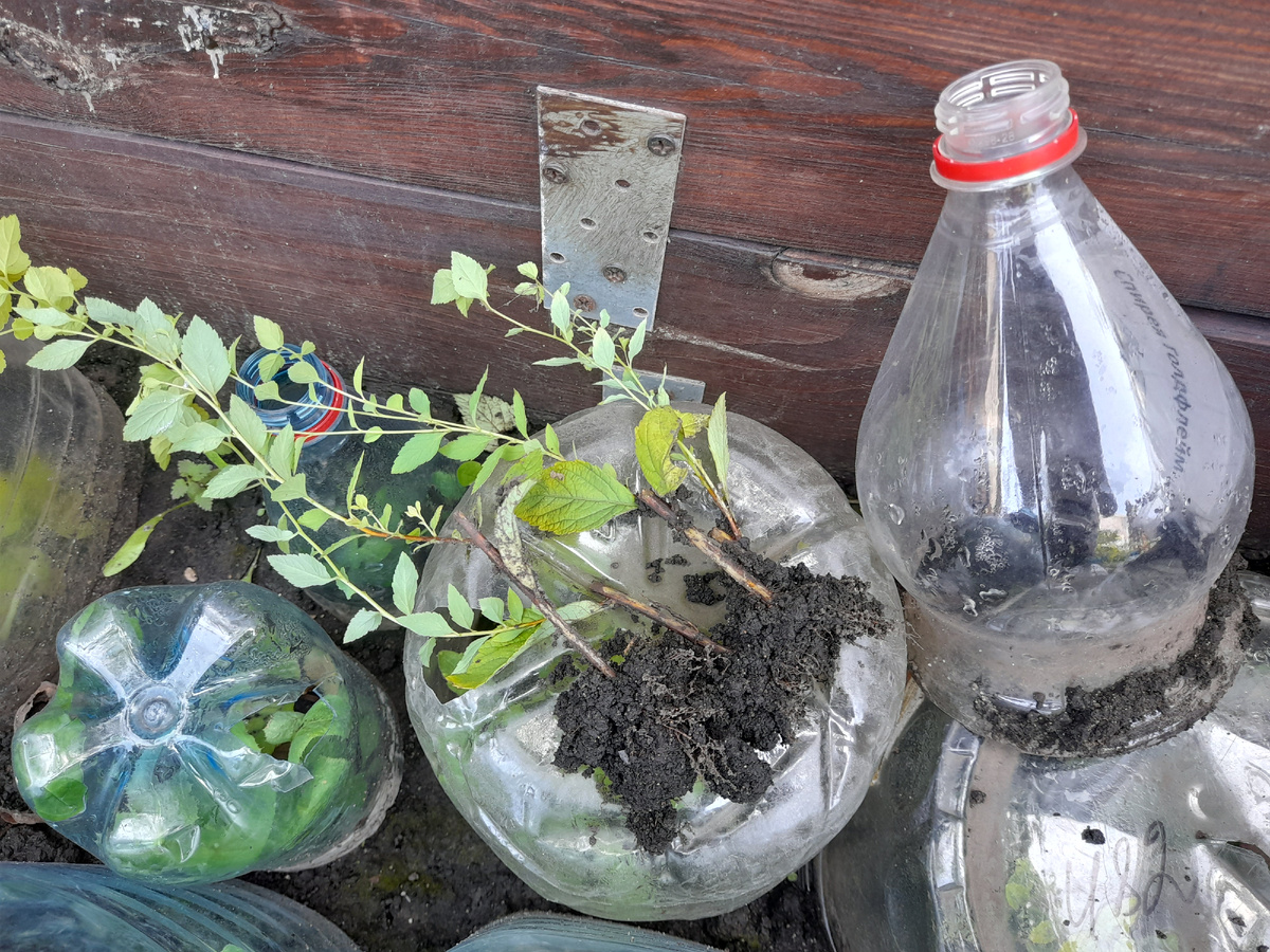 Спирея Голдфлейм