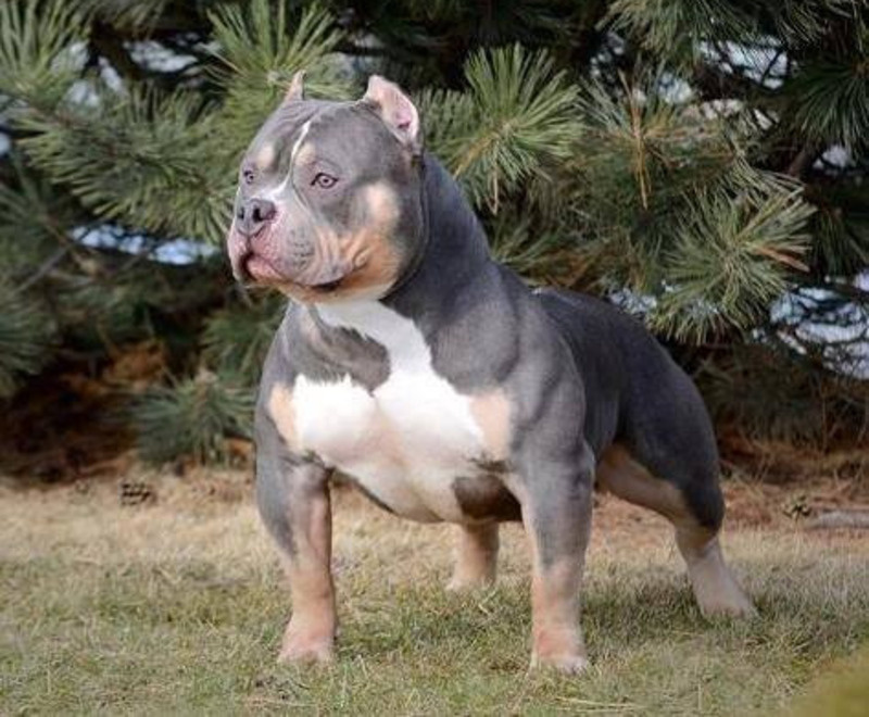     Американский булли Фото: DistractionFox. Собственная работа / / Wikipedia.org /