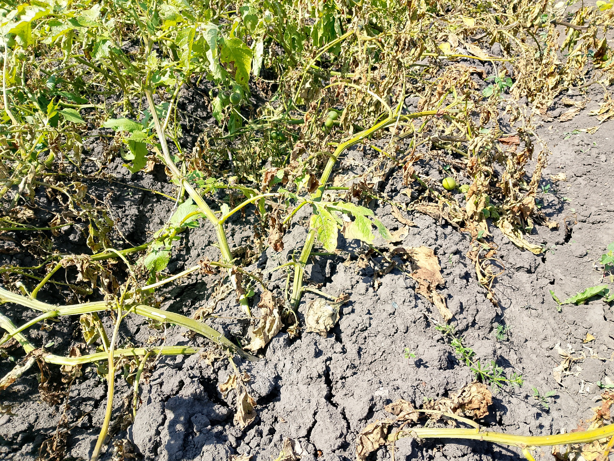 Ботва картошки начал желтеть 