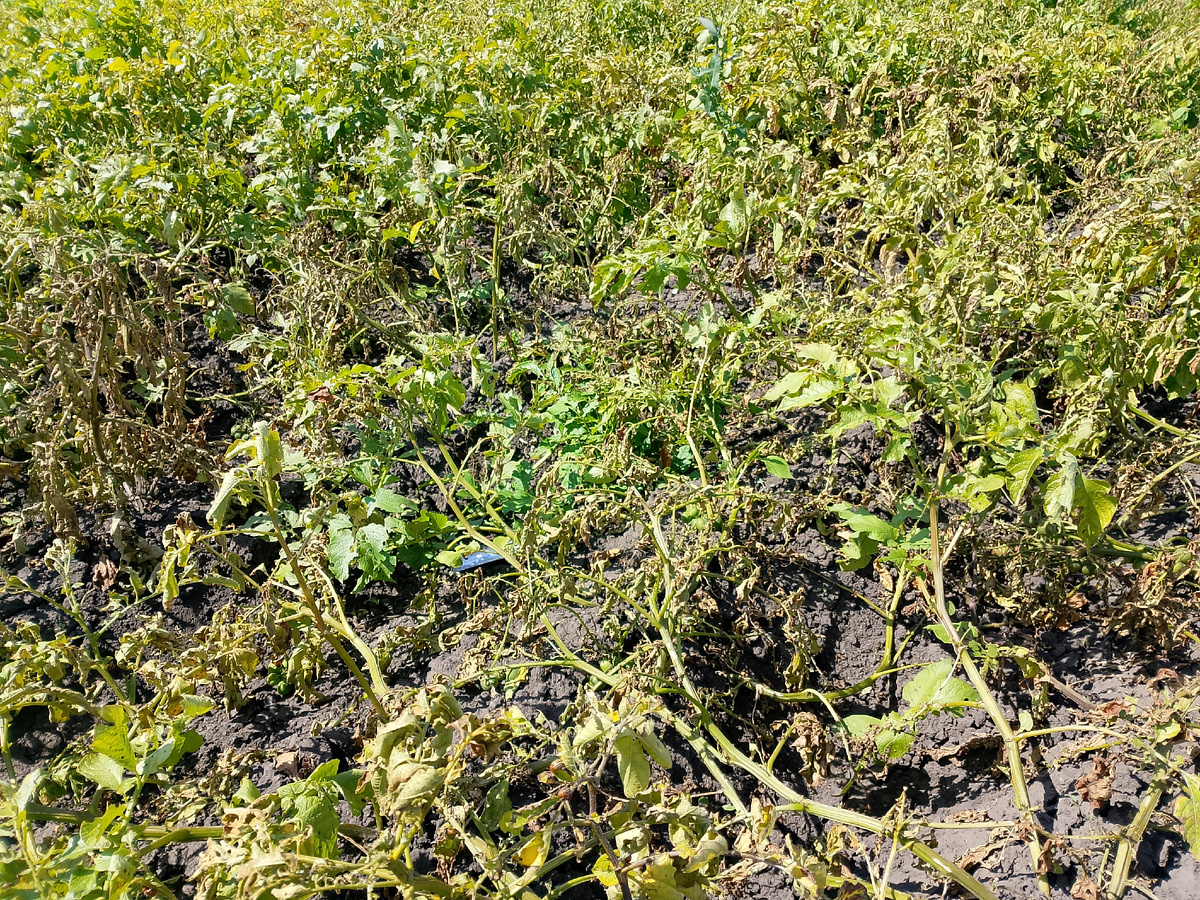 Ботва картошки начал желтеть 