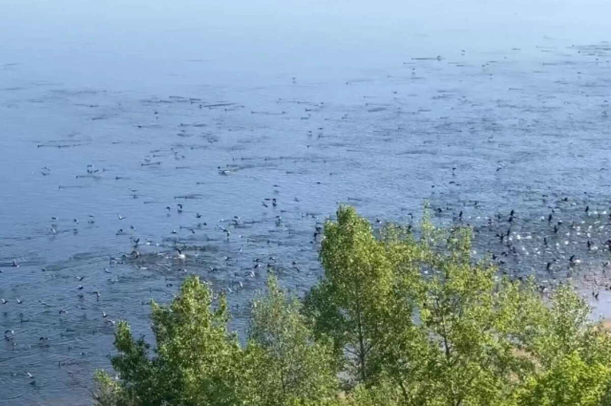    Нашествие бакланов засняли на видео жители юга Волгограда