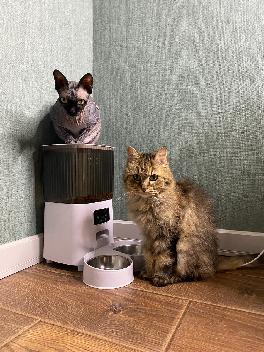 Котя и Мохнатый в ожидании кормления...