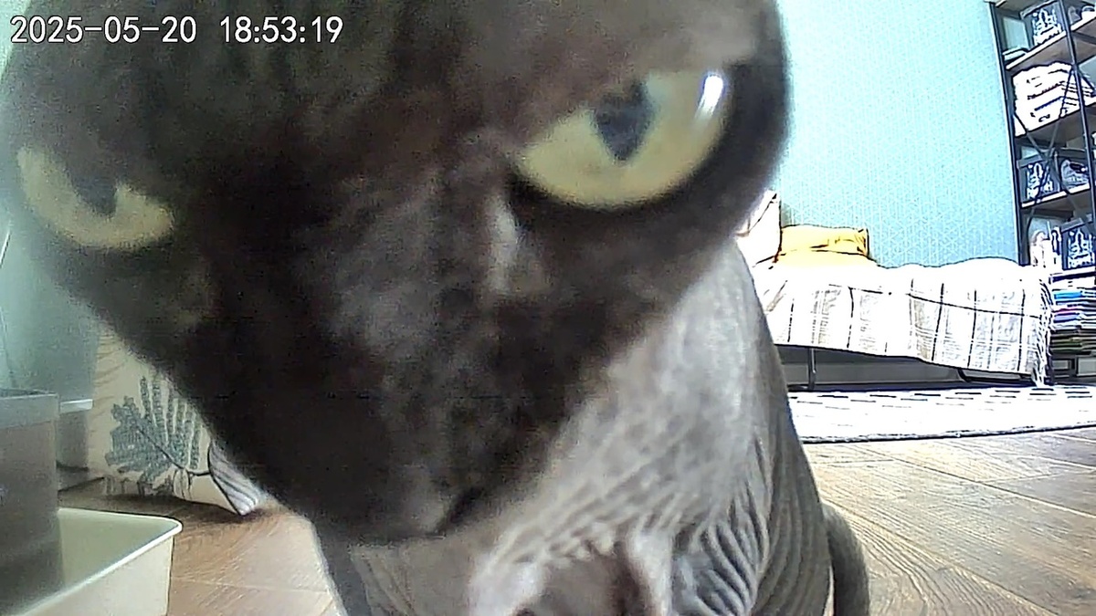 Вид на Котю с камеры автокормушки