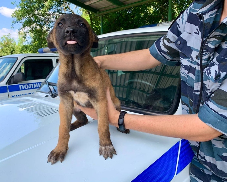     Щенок из кинологического центра УМВД России по Курской области получил имя — Гром!