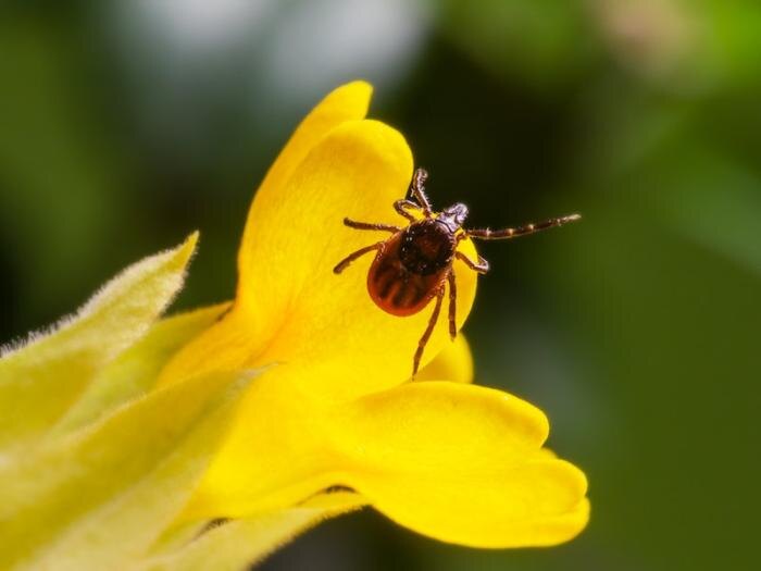     Фото: pexels.com