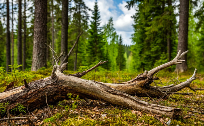    © изображение сгенерировано нейросетью «Шедеврум»