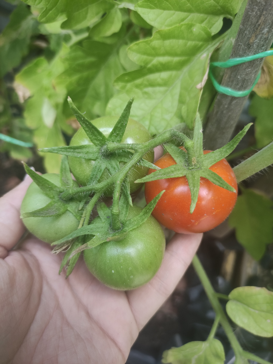 Зреет урожай потихоньку 