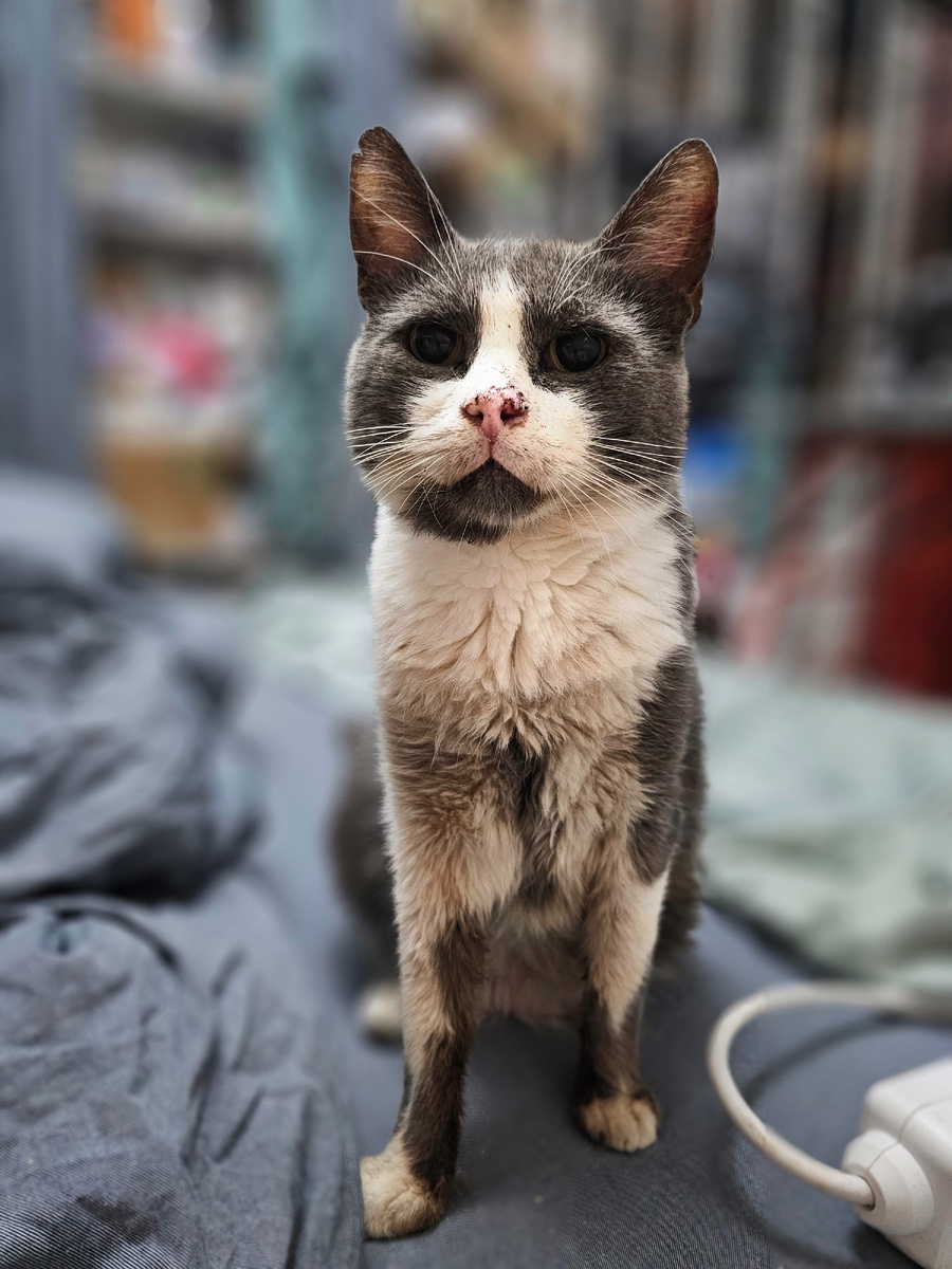 Фото автора. Наш старичек Дедуся с имунодефицитом. Его выбросили когда-то избитым, с ожогами в морозный день.