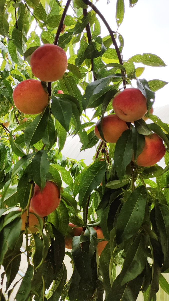 Наши дачные персики
