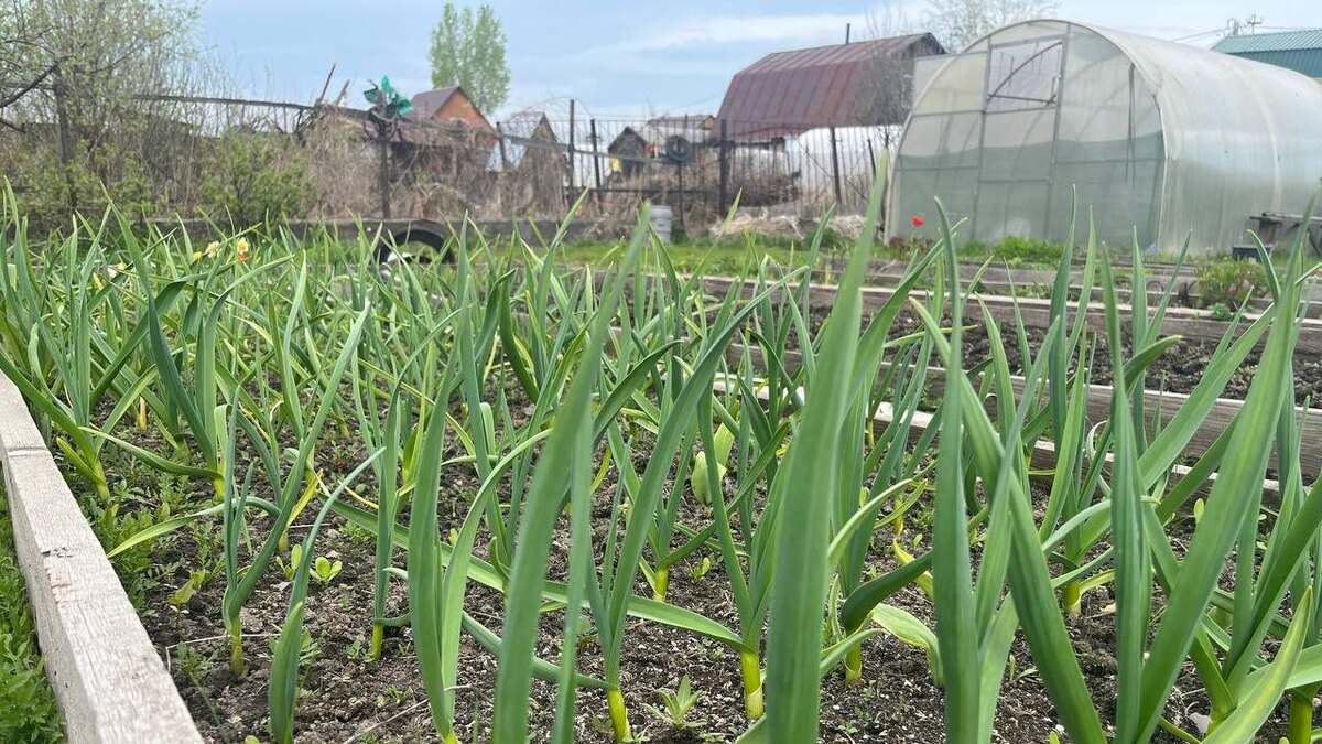    Фото: Екатерина Шамина / Горсайт