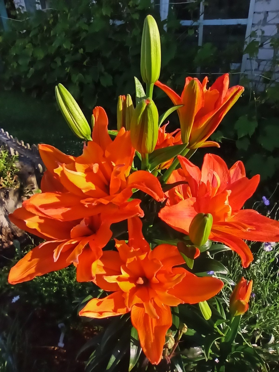 Букет сезона 2024г