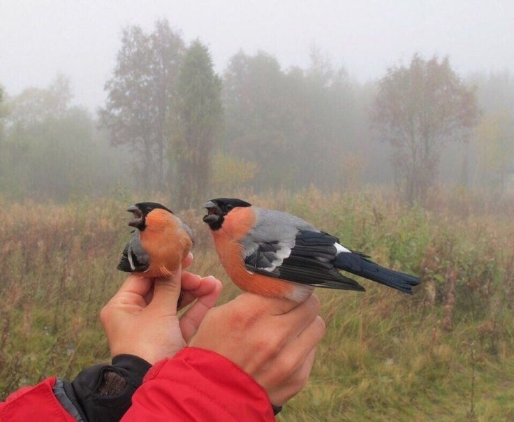 О нет, Серёга, сейчас Книга животных нас рассекретит! 