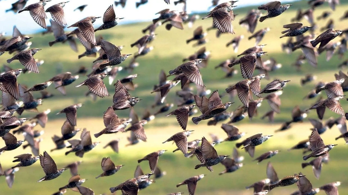 В Европе и на Юге России скворцы вообще никуда не мигригруют, а остаются на месте круглый год. 