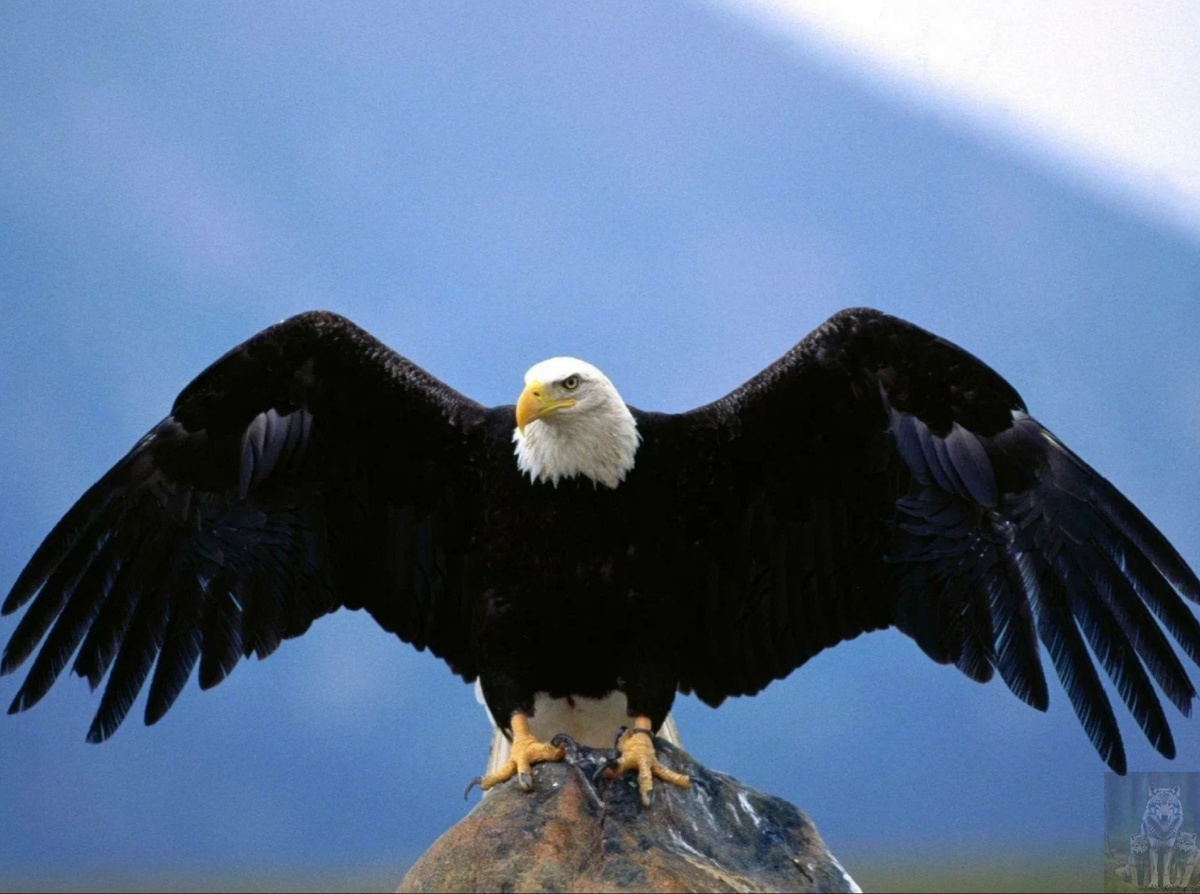 С перьями же красивее и теплее мне