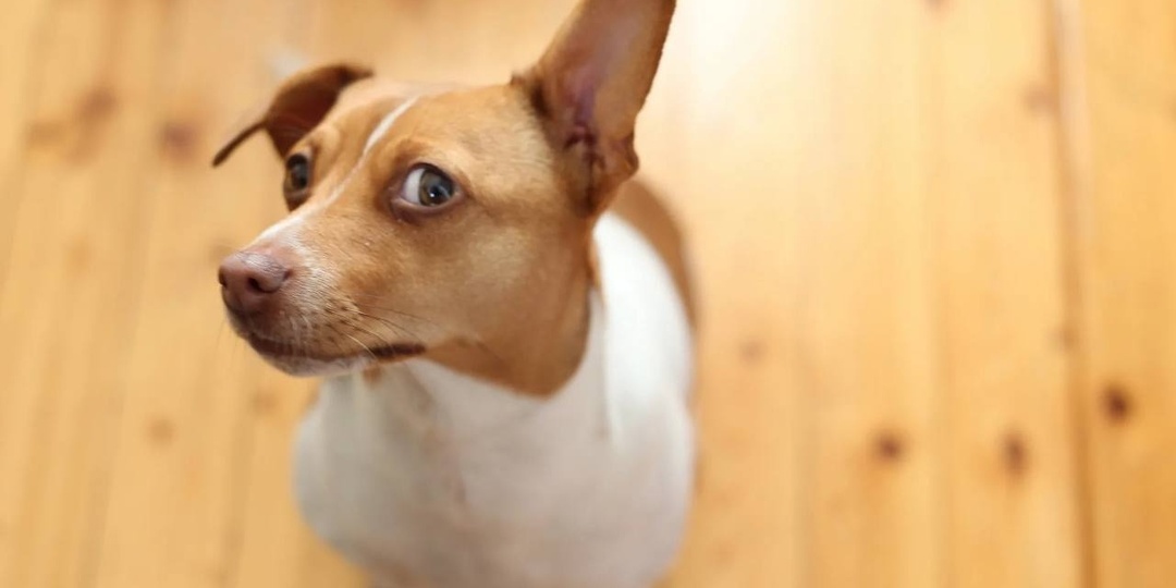 Невроз и недоверие собаки