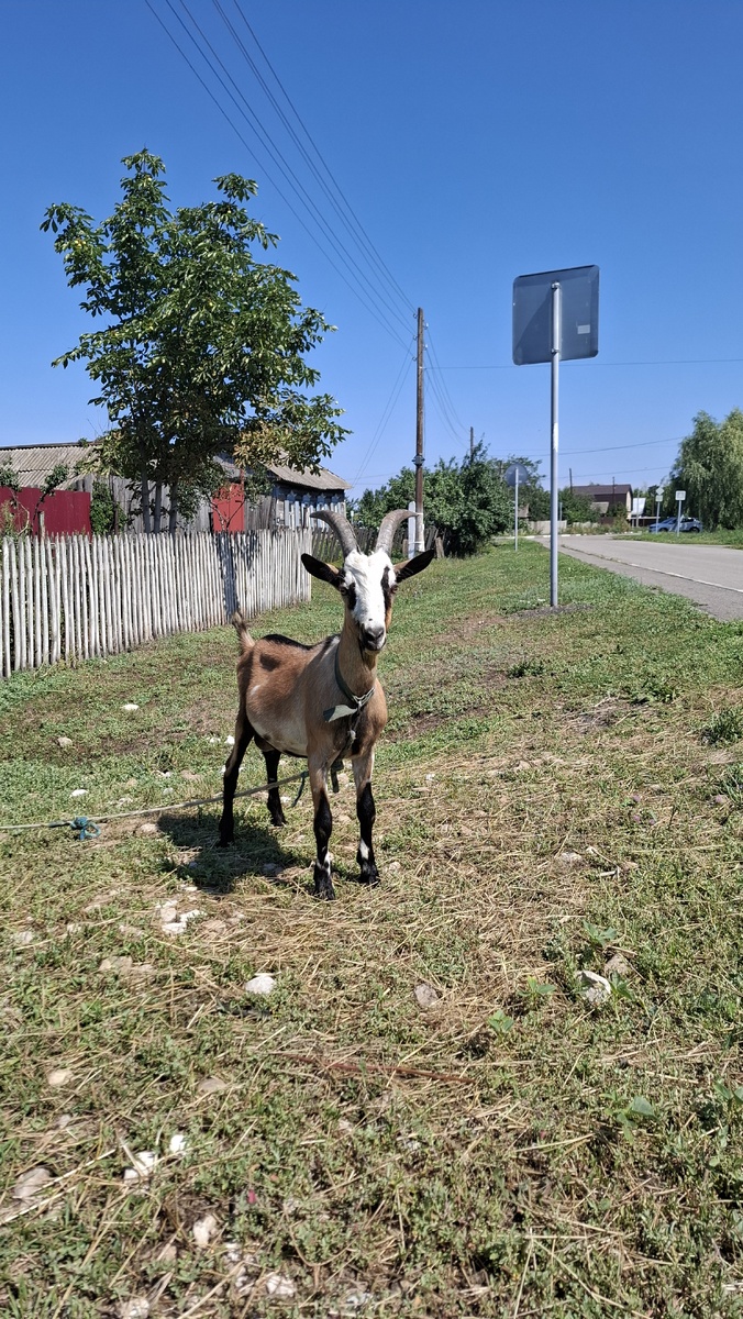 Сабуровский козел) и Артем с козлом