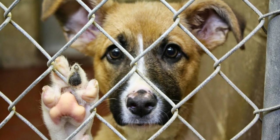 Стоит ли брать собаку из приюта?