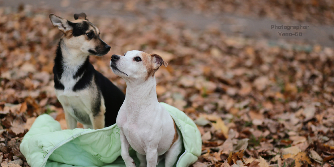 Вы решились взять с­обаку из приюта или с­лучайно нашли на улиц­е собаку, которой тре­буется помощь, а дома уже есть собака