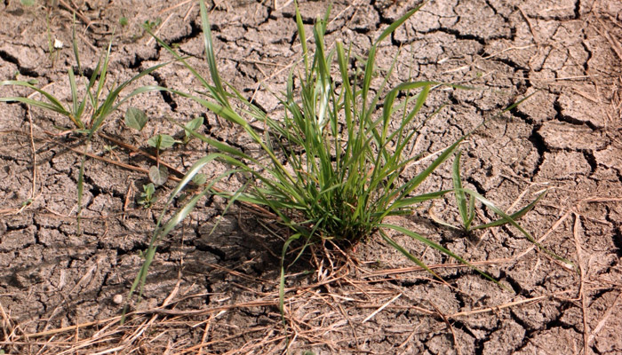 Краснодарский край, Ростовская область и Крым в этом году недосчитаются зерновых, подсолнечника и кукурузы. Фото: pxhere.com