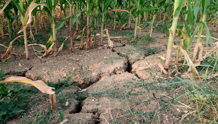 Эксперт: в пострадавших от засухи районах урожая кукрузы и подсолнечника не будет. Фото: pxhere.com