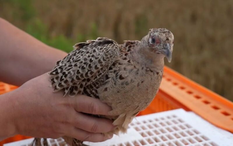    Фото: Минприроды РО Екатерина Молчанова