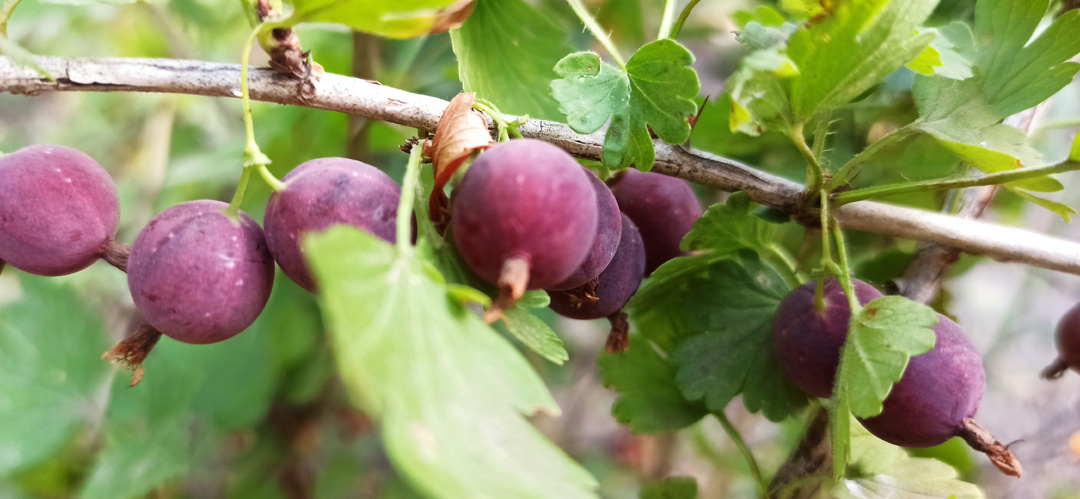🔥 Щепотка горчицы в грядку — и крыжовник вырастет размером с грецкий орех!