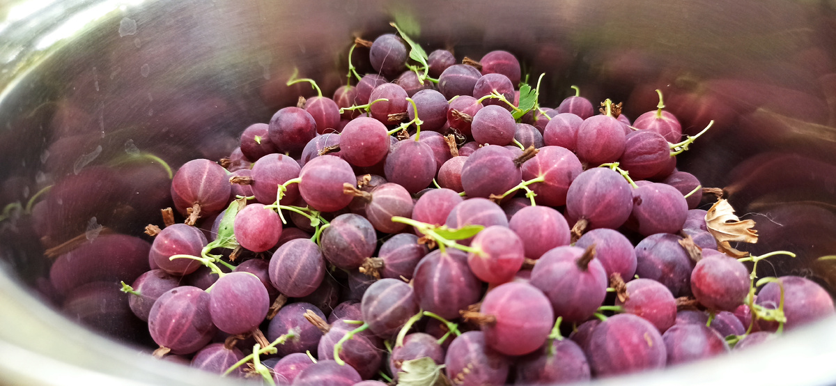 Урожай сочной ягоды крыжовника