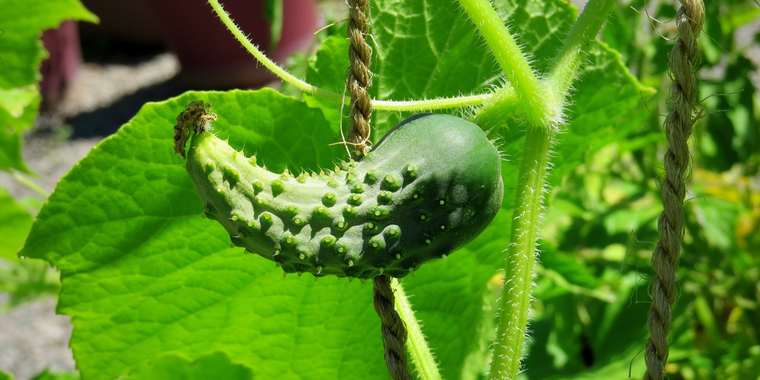 Огурцы в августе: почему растут крючком, мелкими и сбрасывают завязь