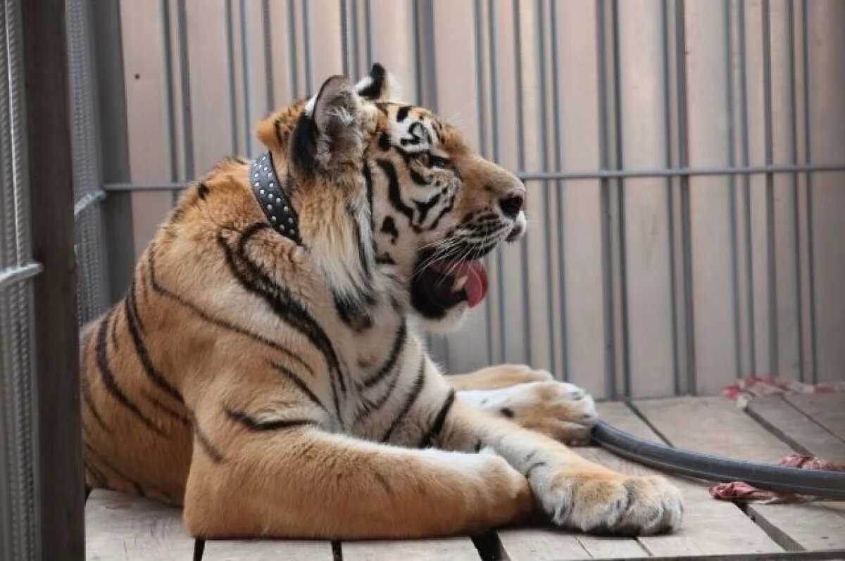    Жорик возмужал и весит почти 300 кг.