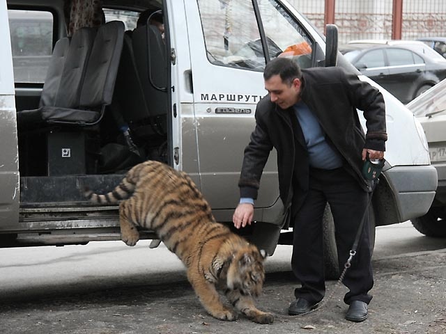    Тигр Жорик спасен Кареном Даллакяном. Фото: из личного архива Карена Даллакяна
