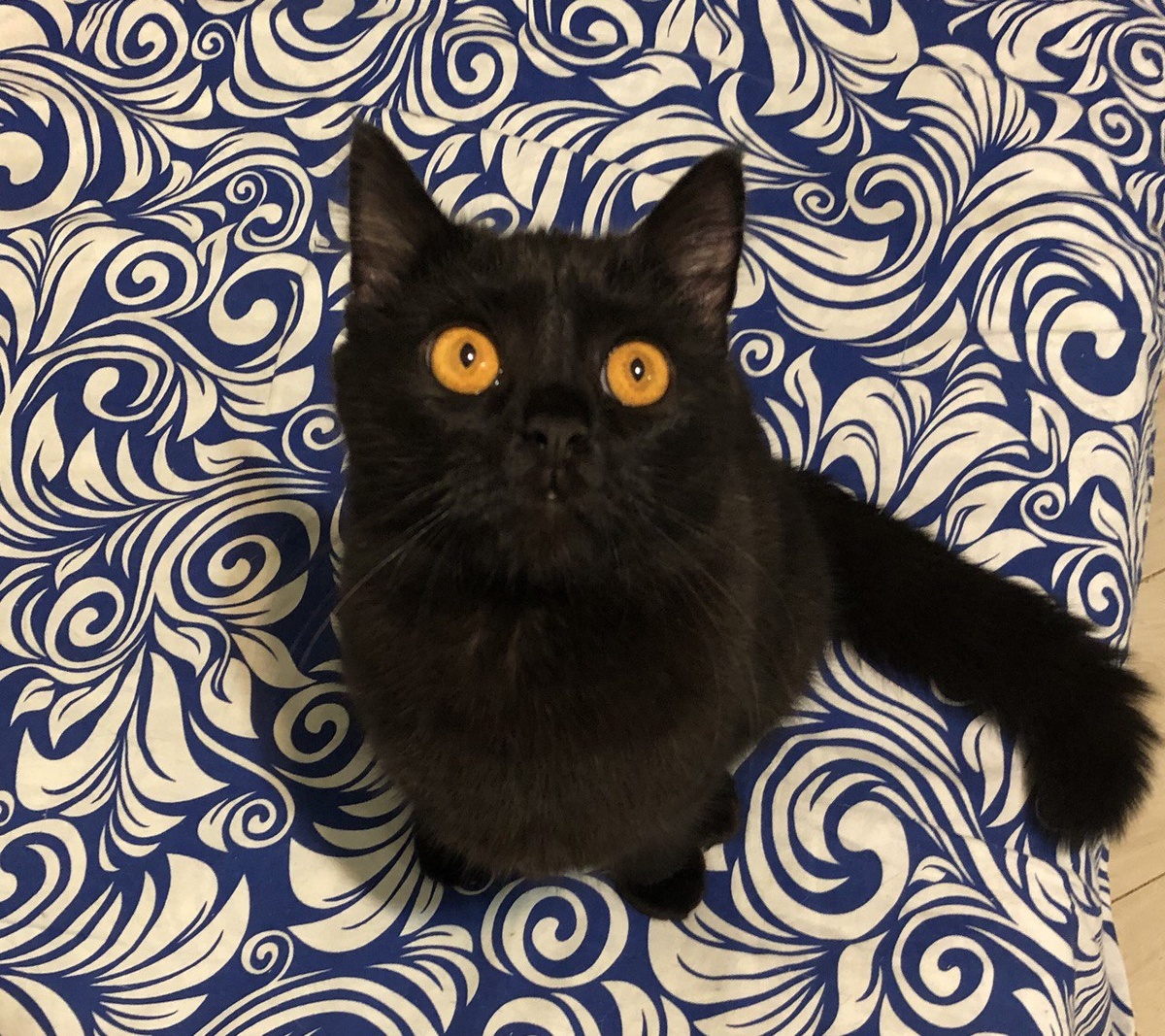 Фото автора. Силим , у него фип и камни в мочевом.