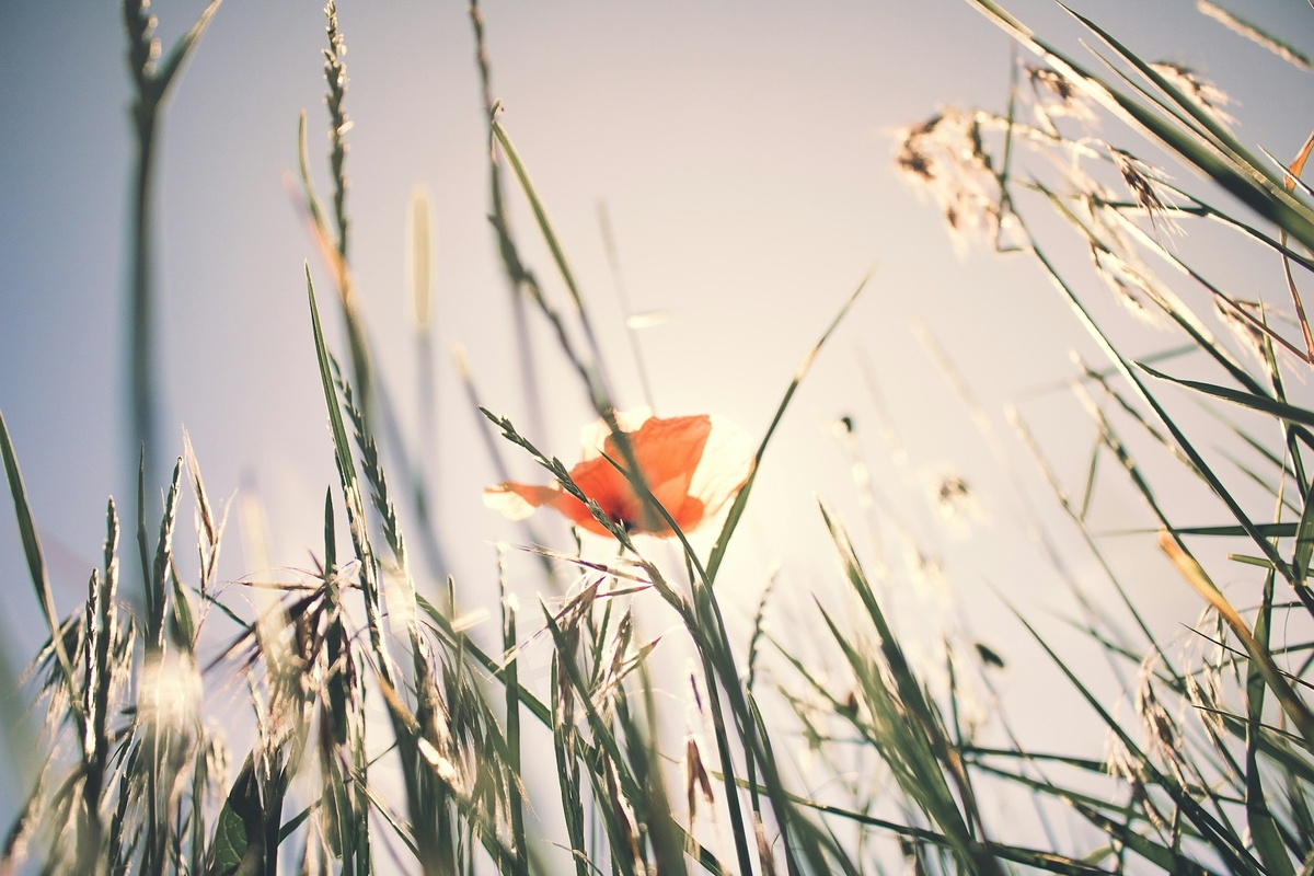     Ученые предложили «новые времена года»: климат меняется быстрее, чем люди успевают адаптироваться